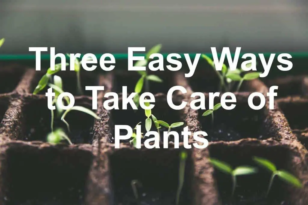 take care of plant