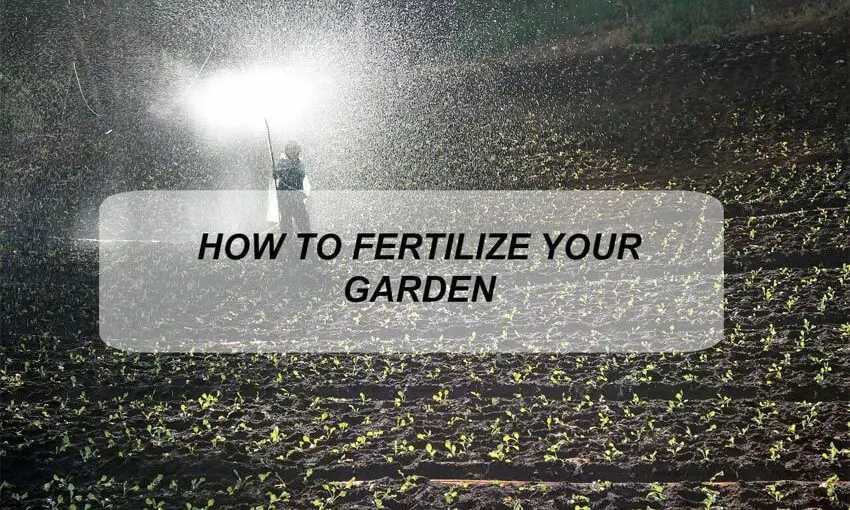 HOW TO FERTILIZE YOUR GARDEN BEFORE PLANTING visual data 4