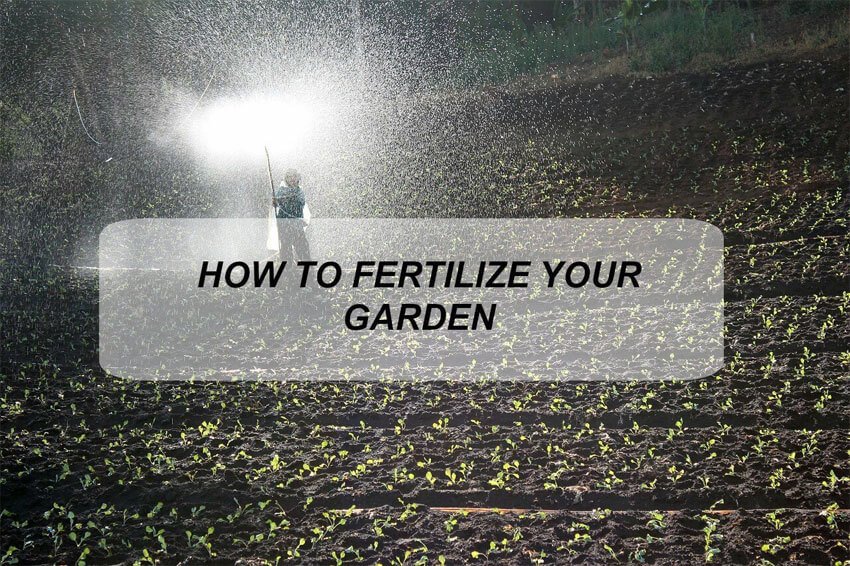 How To Fertilize Your Garden