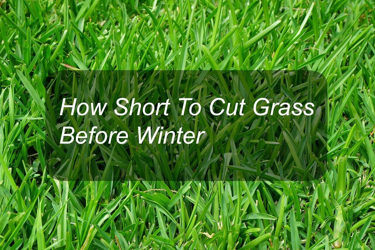 How Short To Cut Grass Before Winter 