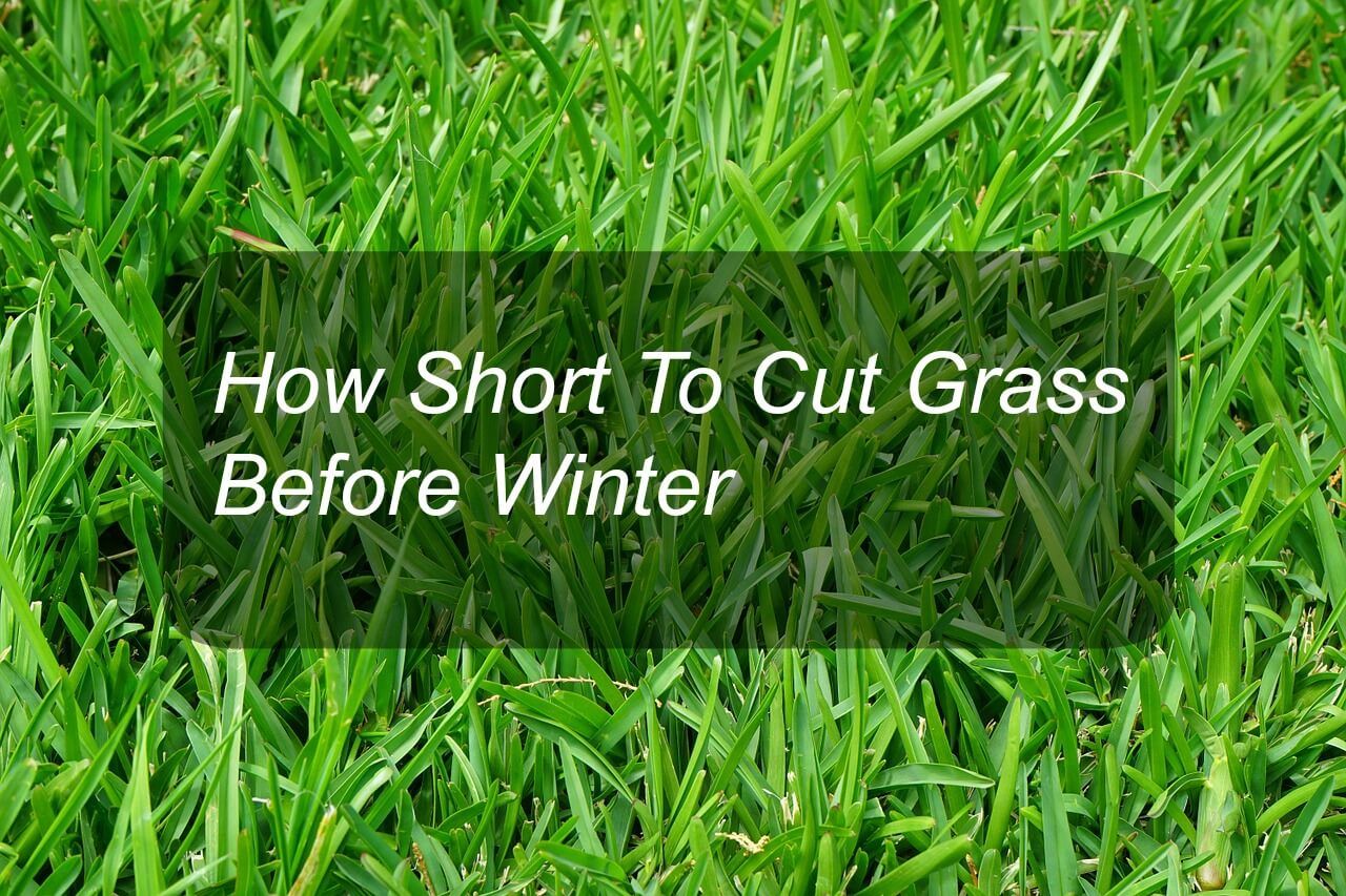 How Short To Cut Grass Before Winter