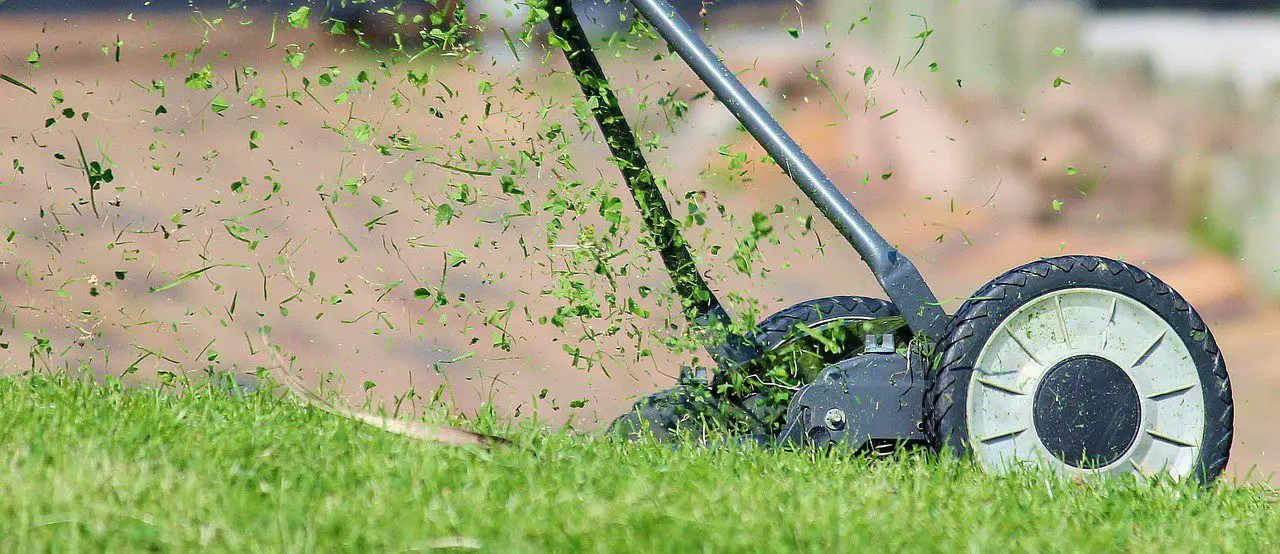 How Short To Cut Grass Before Winter 