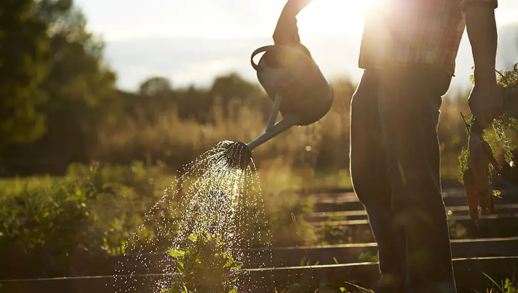 When Is The Best Time To Water Plants? Best Guide On When To Water Plants