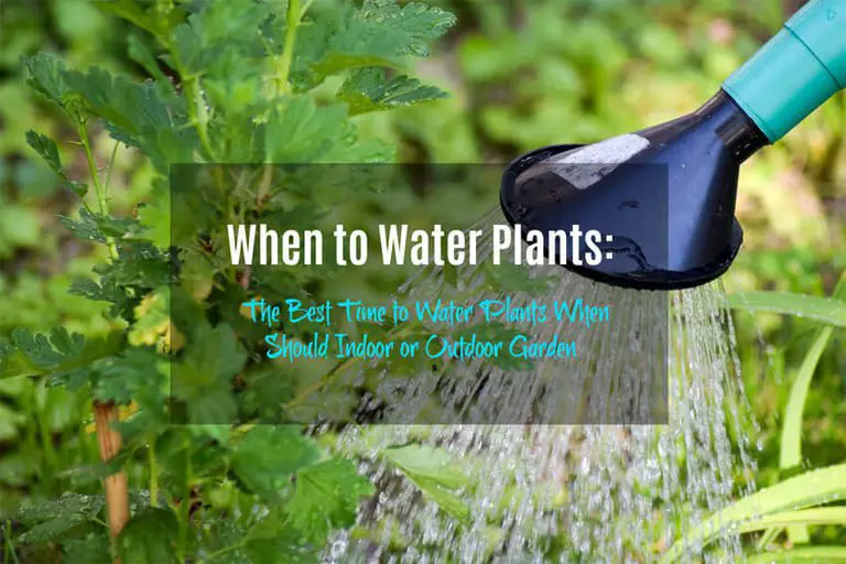 When to Water Plants The Best Time to Water Plants When Should Indoor