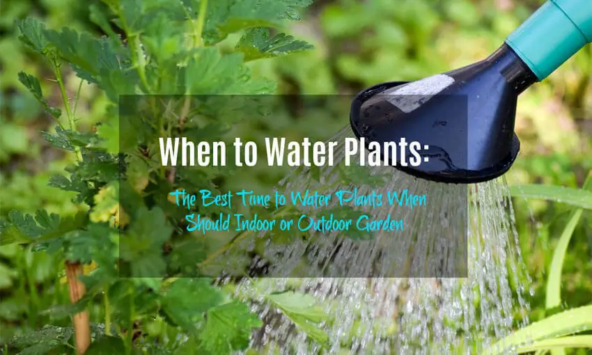 when to water plants