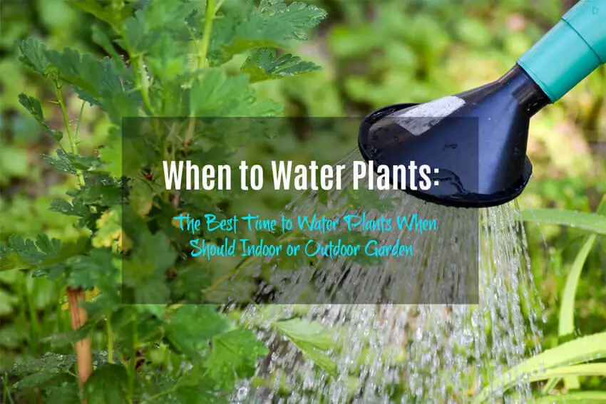 When to Water Plants