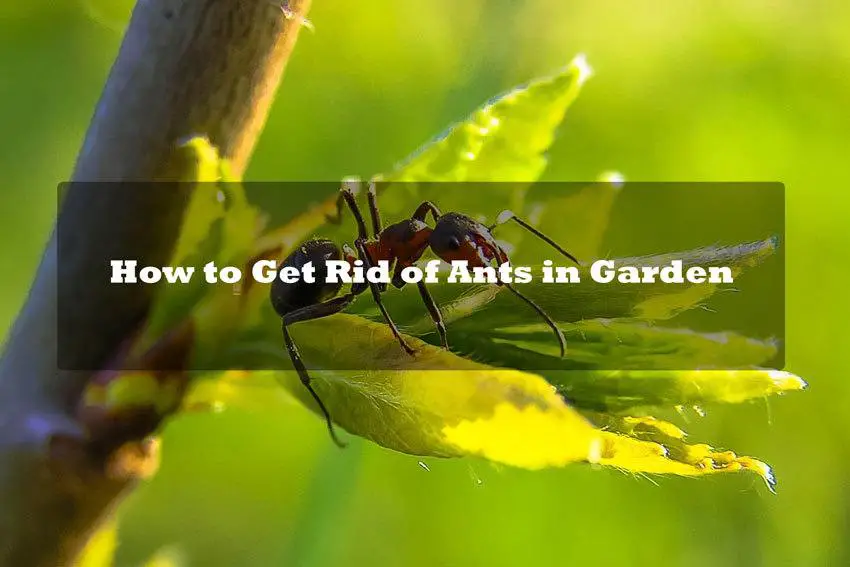How to Get Rid of Ants in Garden