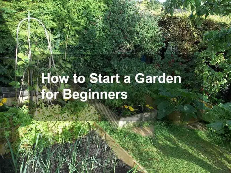 How to Start a Garden for Beginners