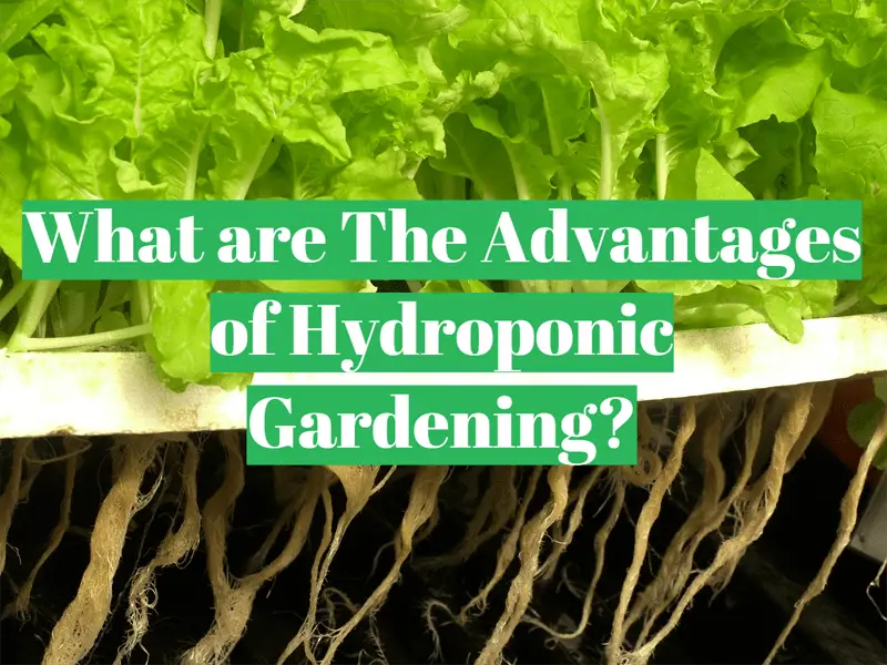 The Benefits of Hydroponics