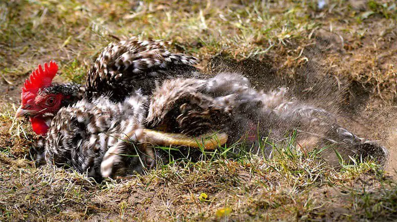 Chicken scratch the ground in search of bugs