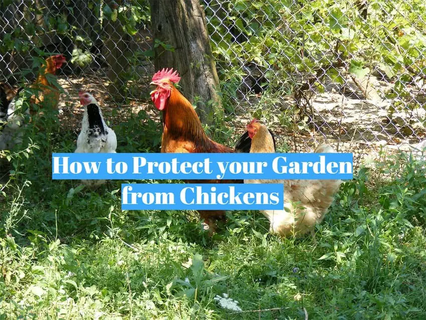 Protect your Garden from Chickens