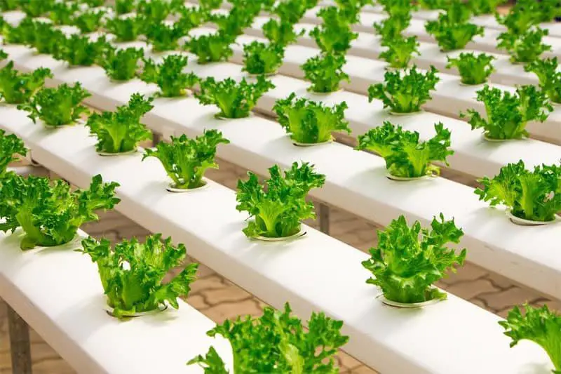 hydroponic gardening