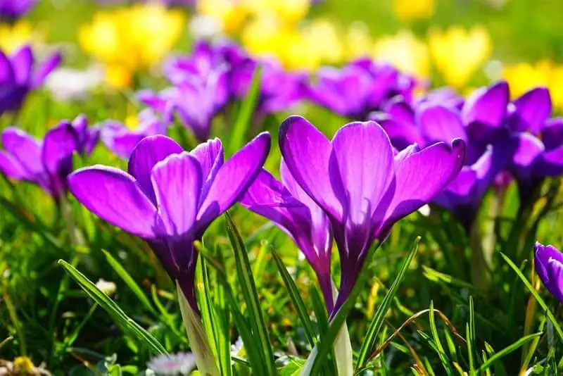 spring gardening tips