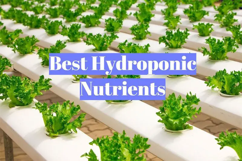 Best Hydroponic Nutrients