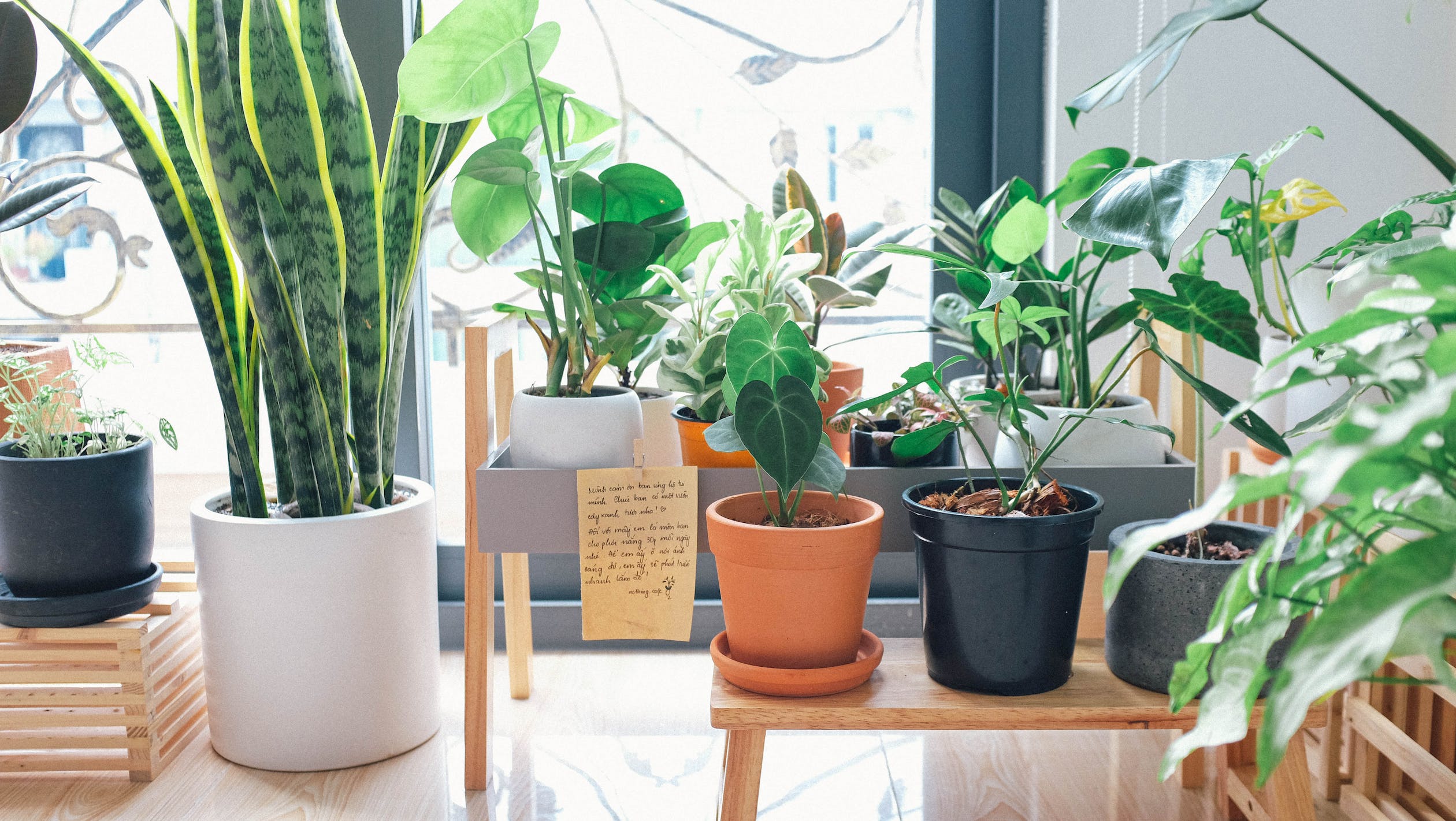 The Three Big Things to Consider When Taking Care of Plants