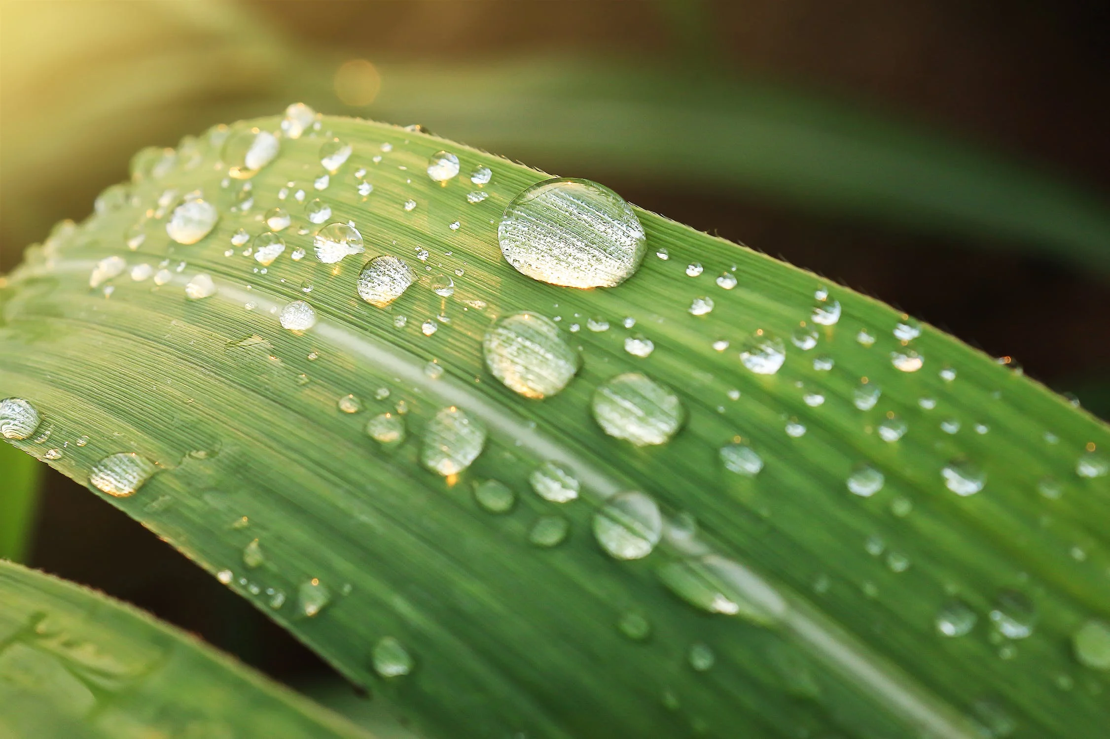 Tips on How to Cut Grass after Rain