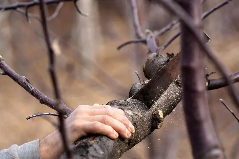 Best Hand Saw for Cutting Trees