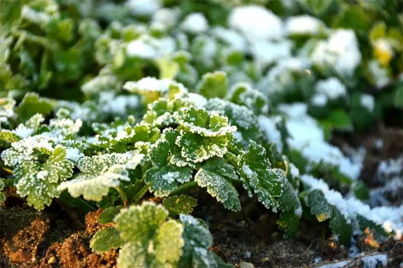 Grow Better Vegetables in the Winter Months