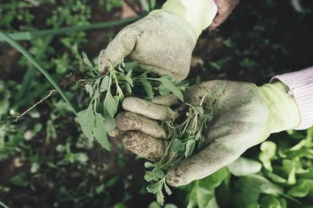 Gardening gloves Gardening gloves