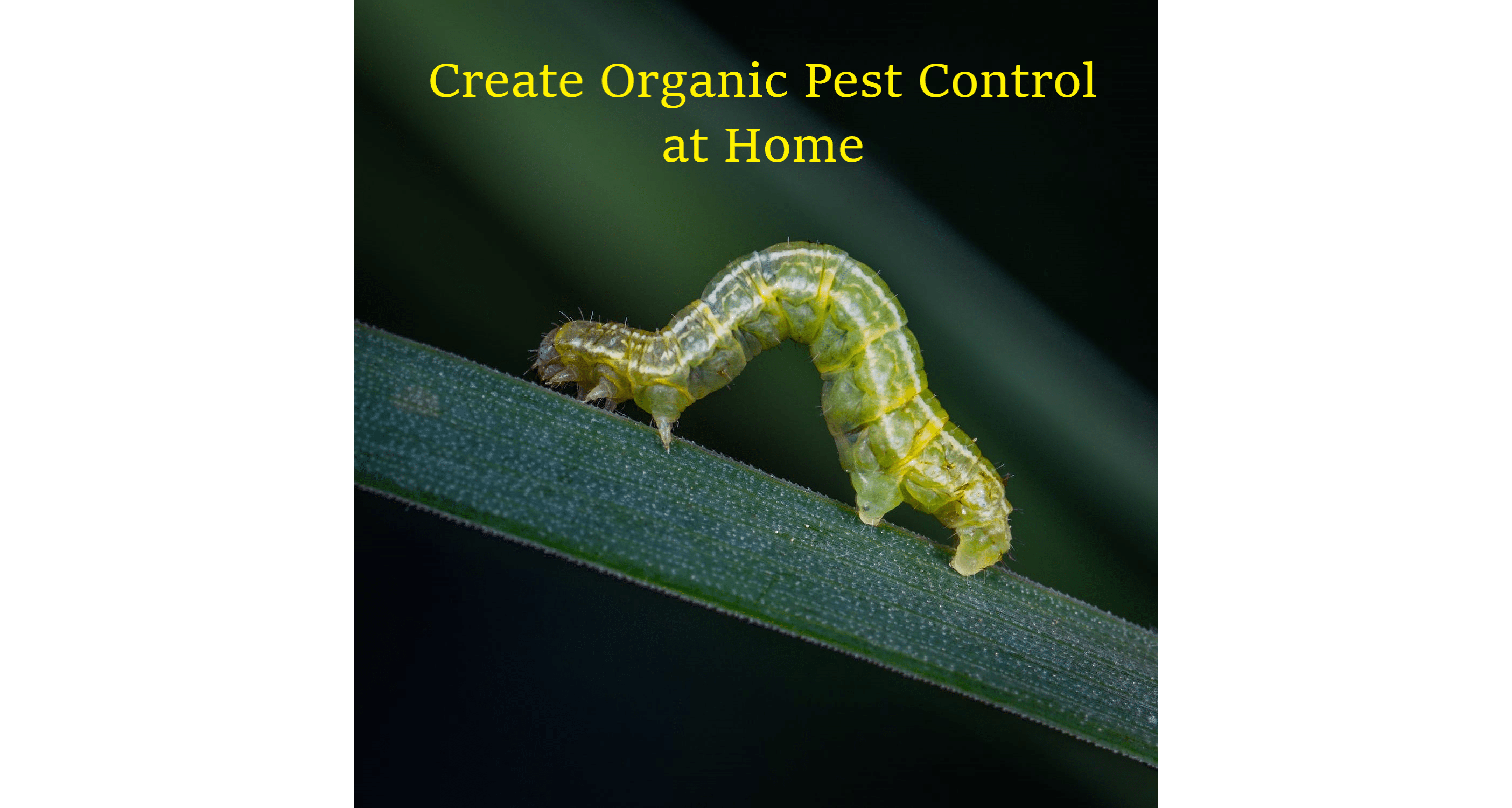 Organic Pest Control