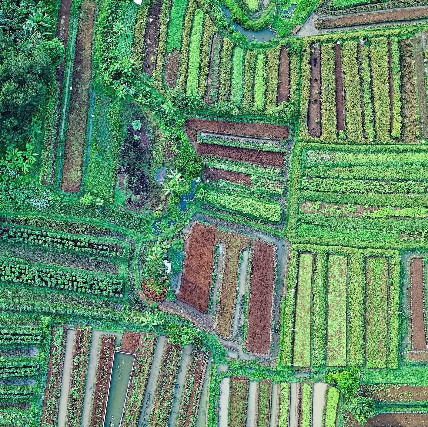 How Much Land Does It Take To Feed One Person?