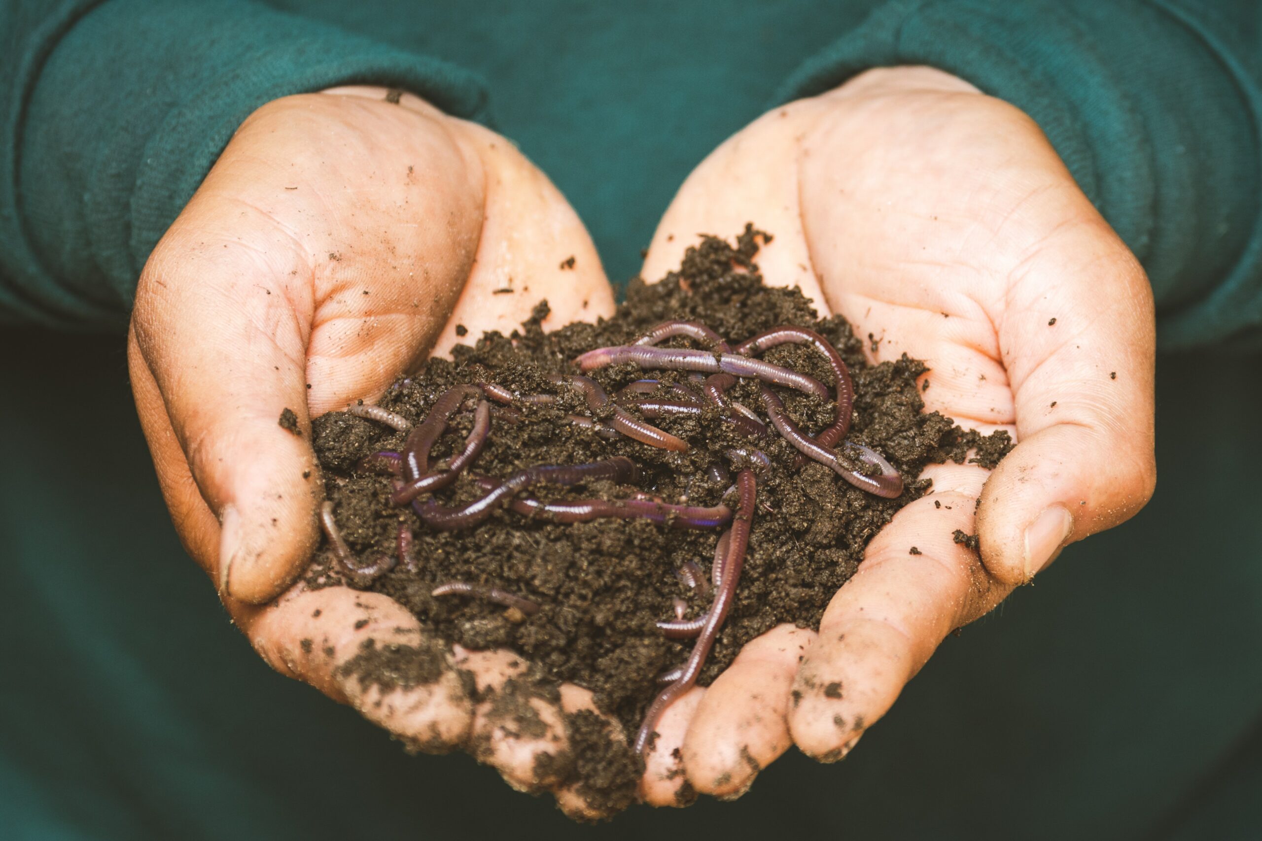 What Do Worms Eat & Drink?