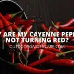 Why Are My Cayenne Peppers Not Turning Red?