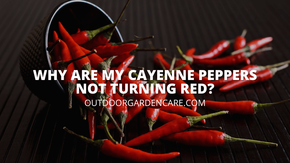 Why Are My Cayenne Peppers Not Turning Red?