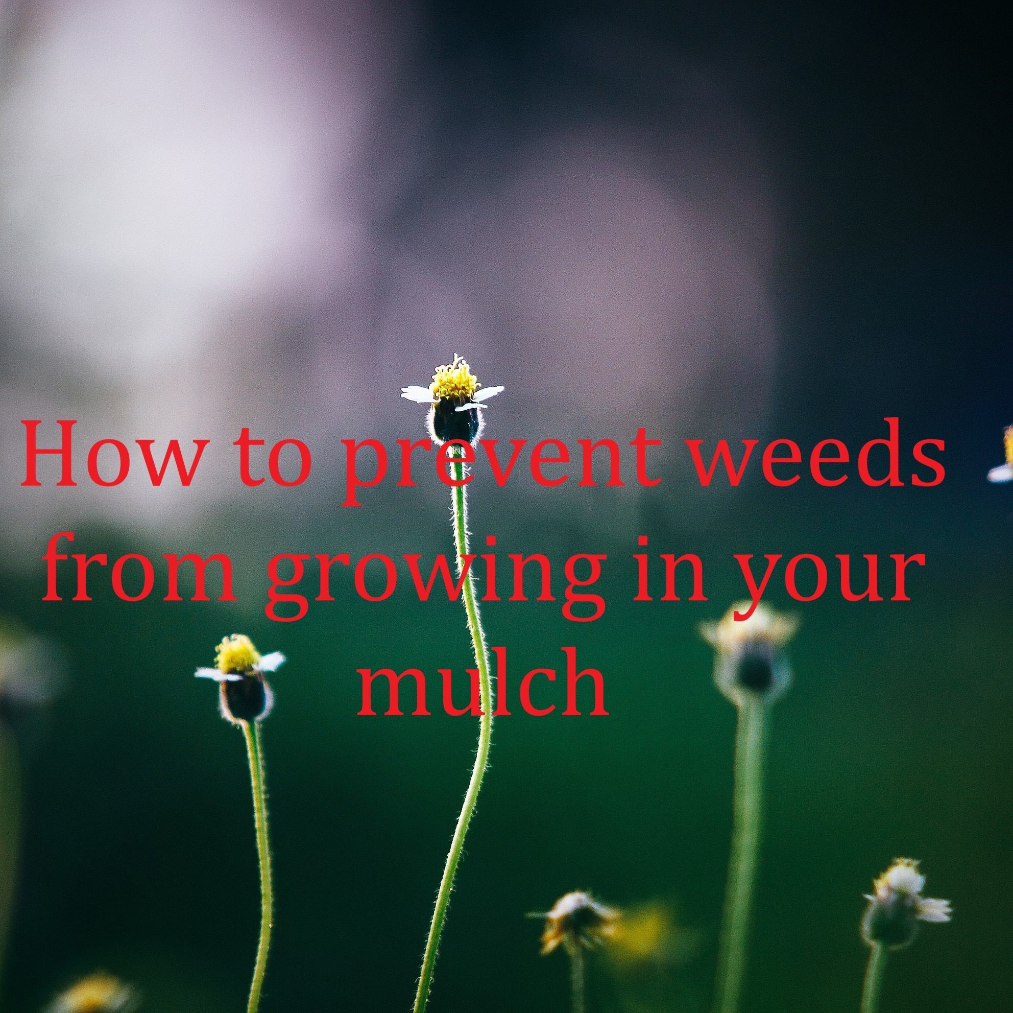 How to prevent weeds from growing in your mulch