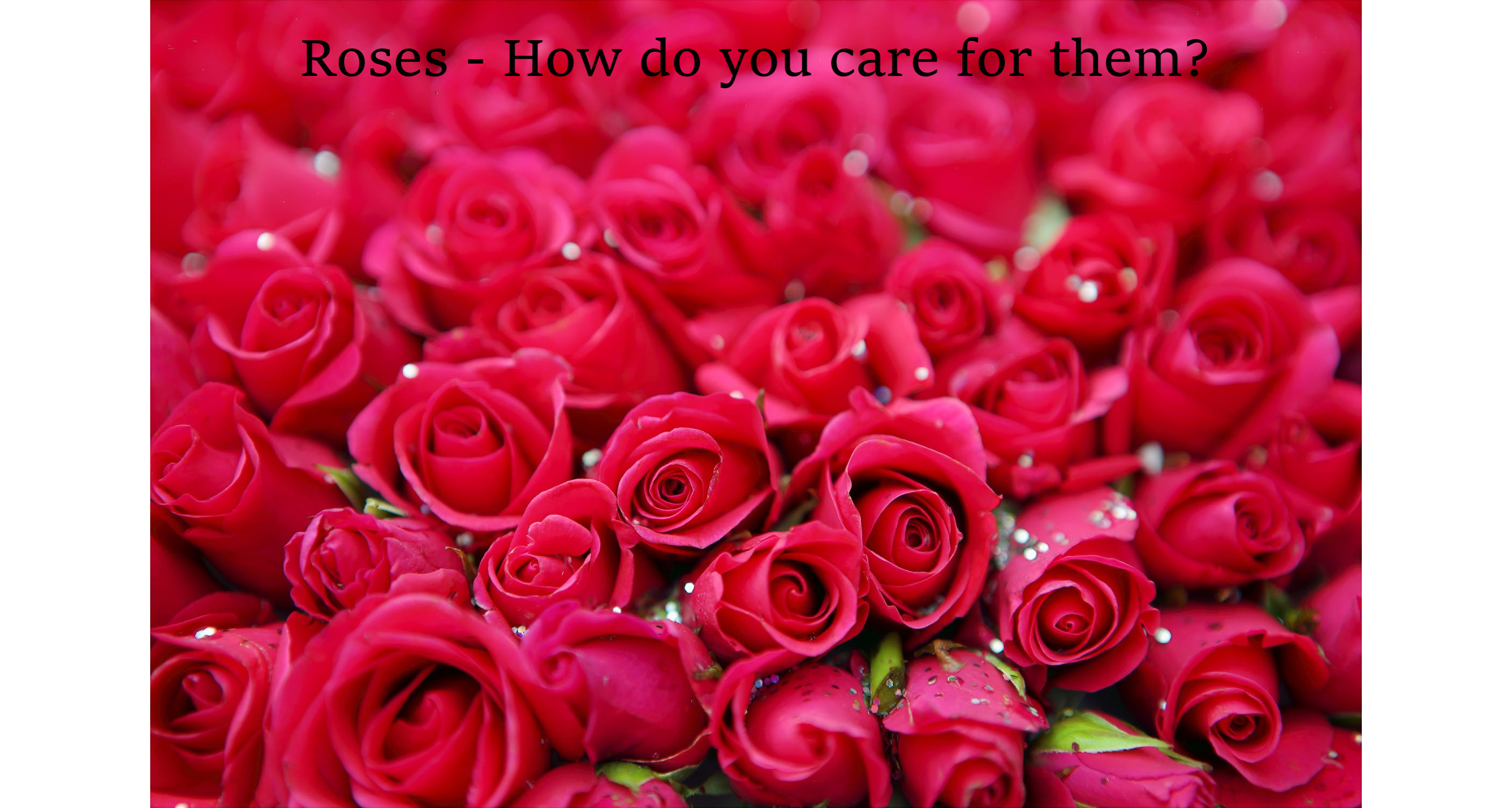 Roses – How exactly do you care for them?