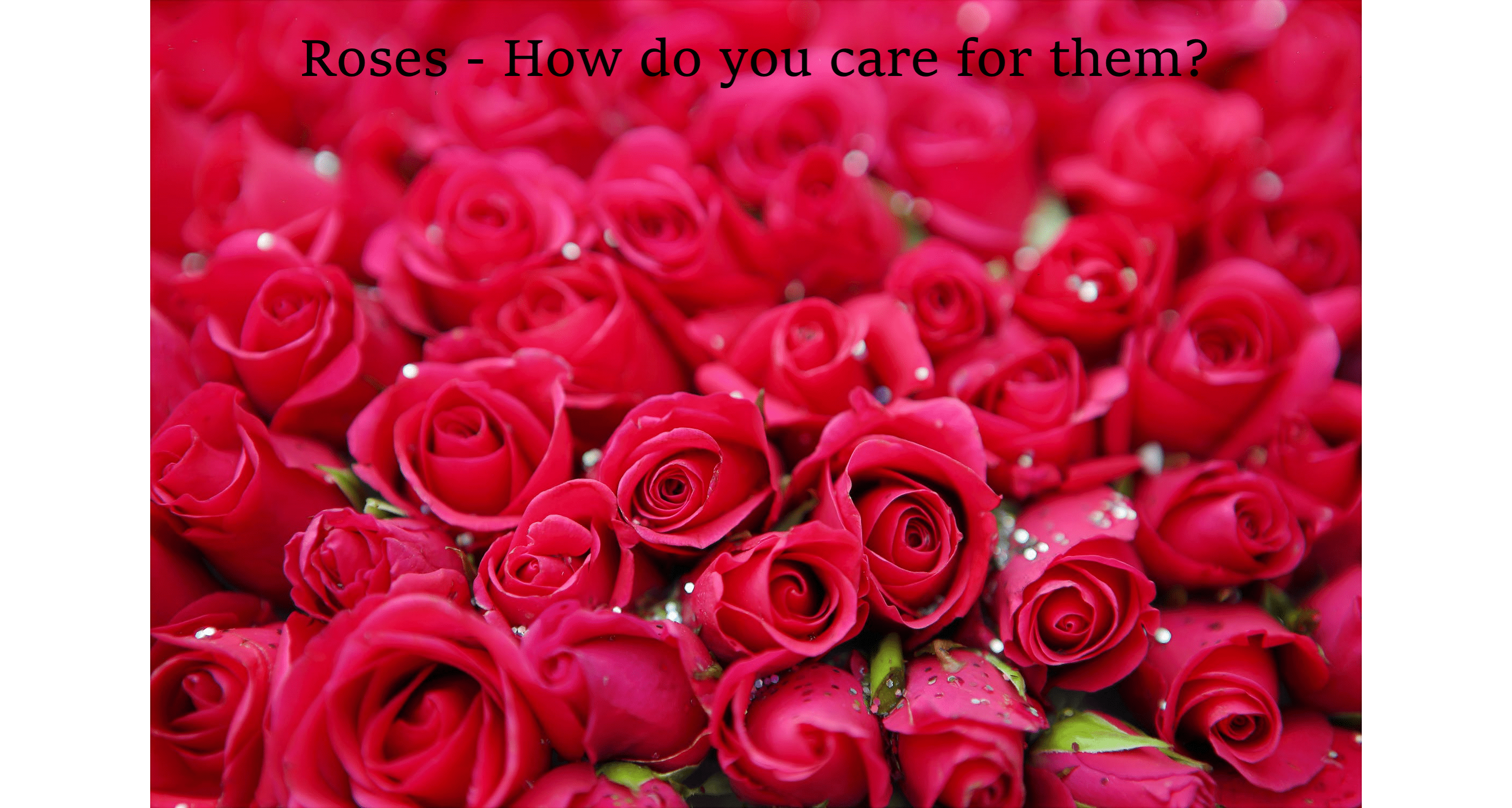 Roses – How exactly do you care for them?