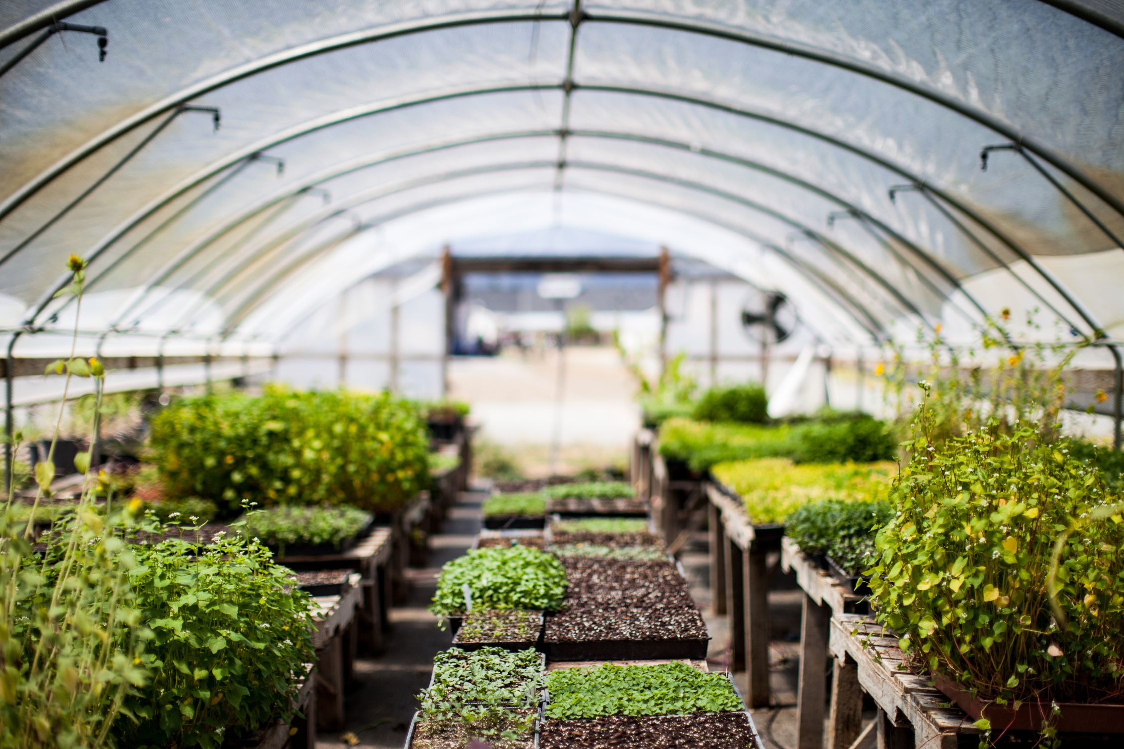 Helpful Advice for Your First Greenhouse