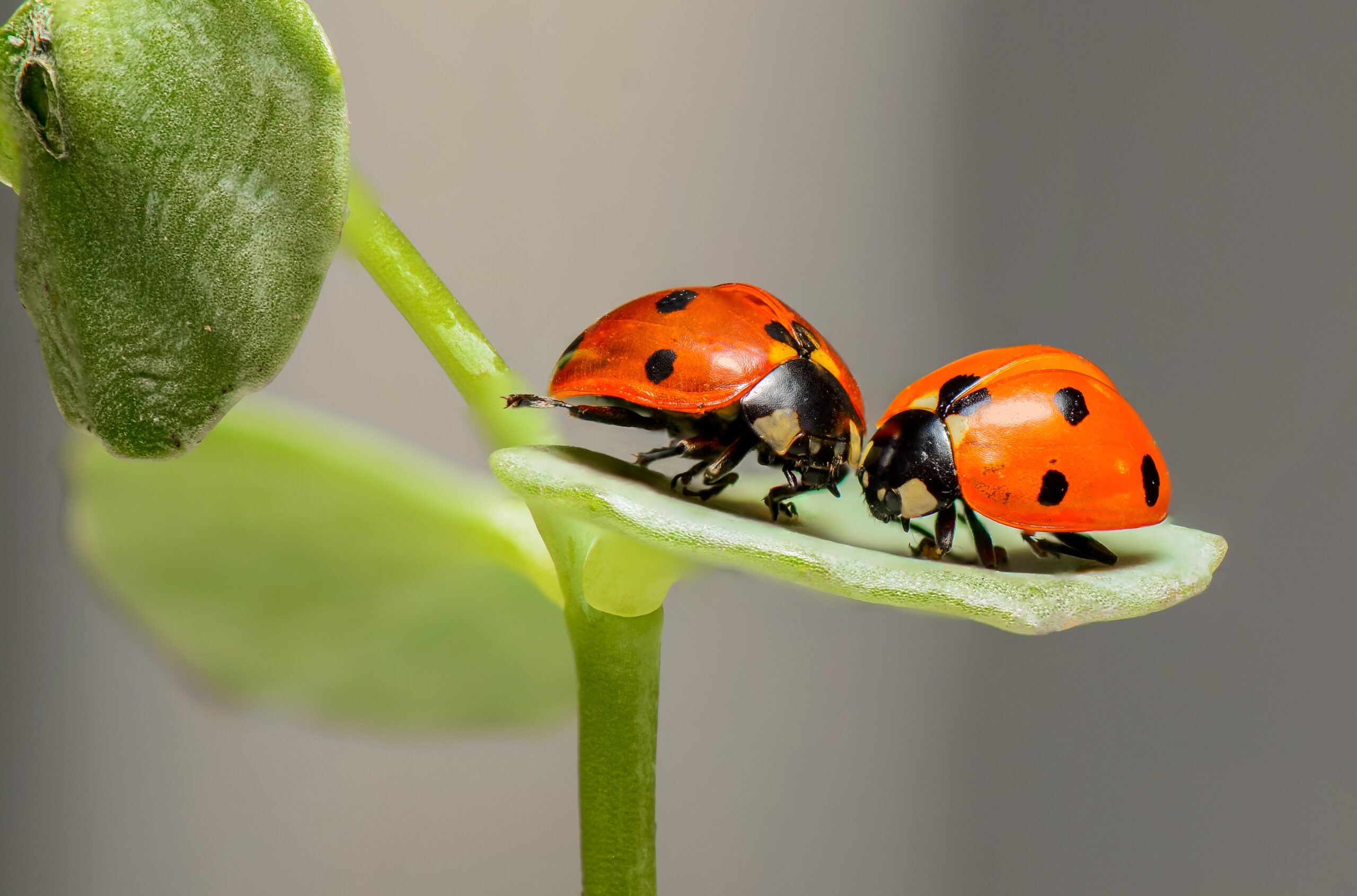 Adding plants that will attract ladybugs