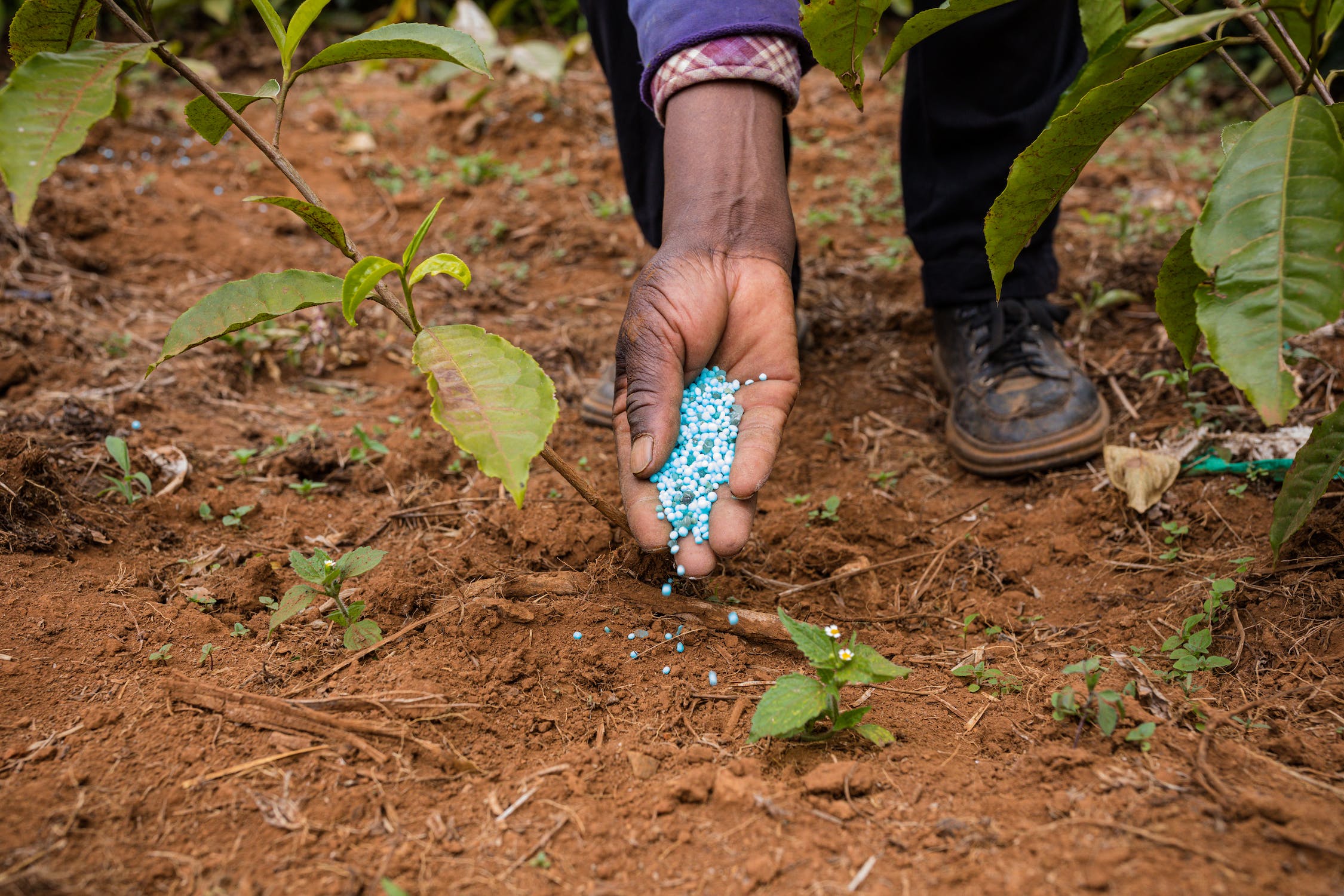 Natural Plant Fertilizers