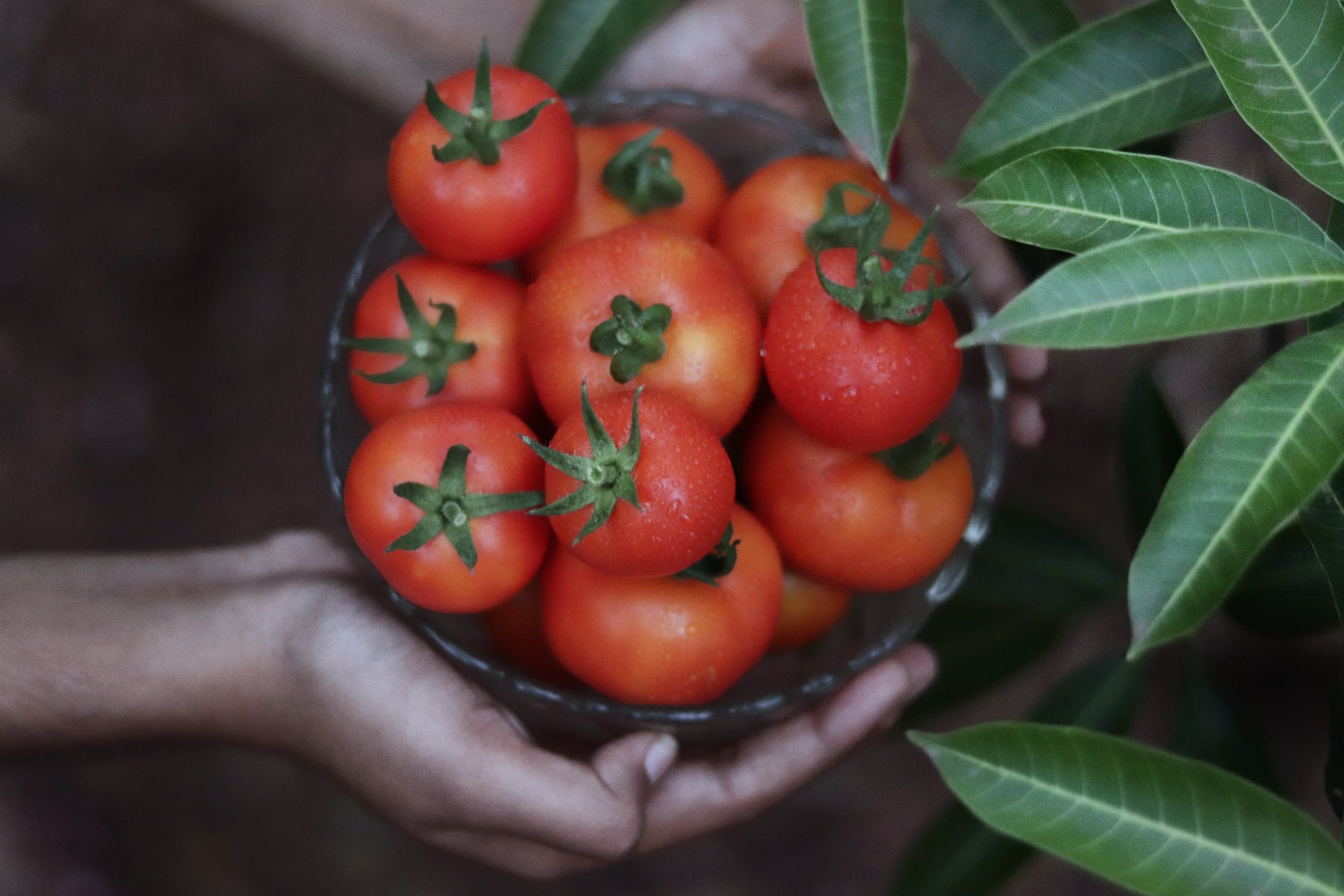 8 Tips for growing tomatoes