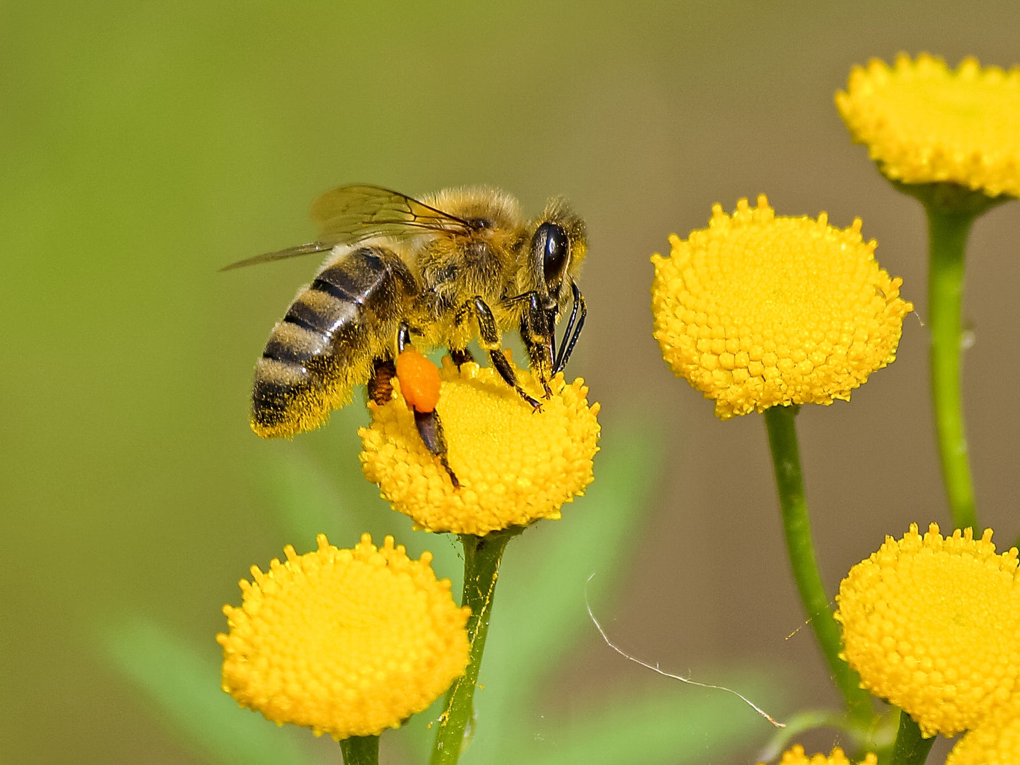 Best plants to attract bees