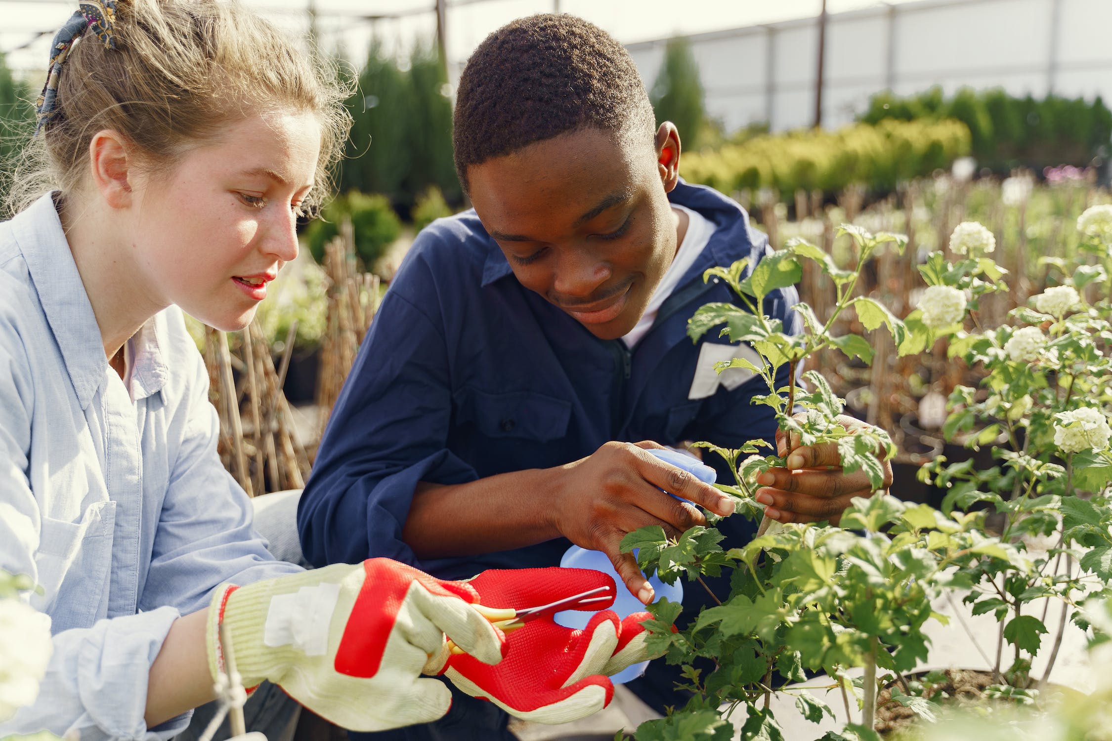 Pruning basics