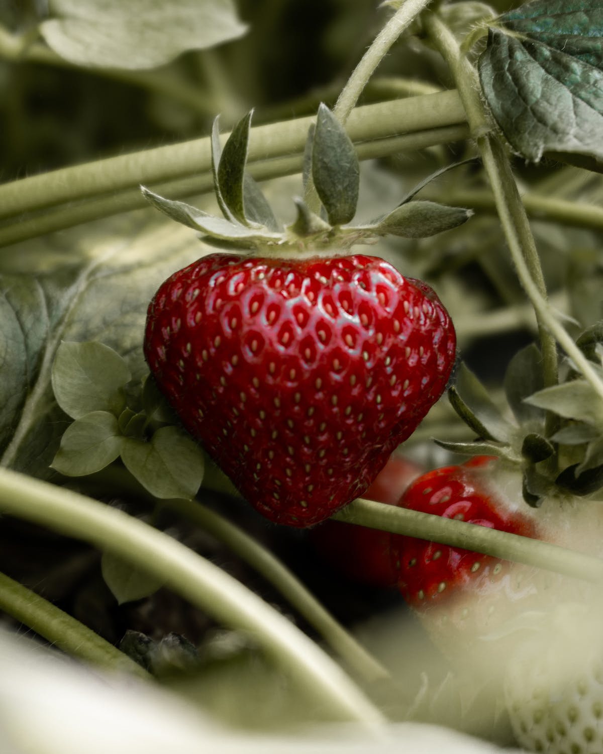 Using strawberry planters for small spaces