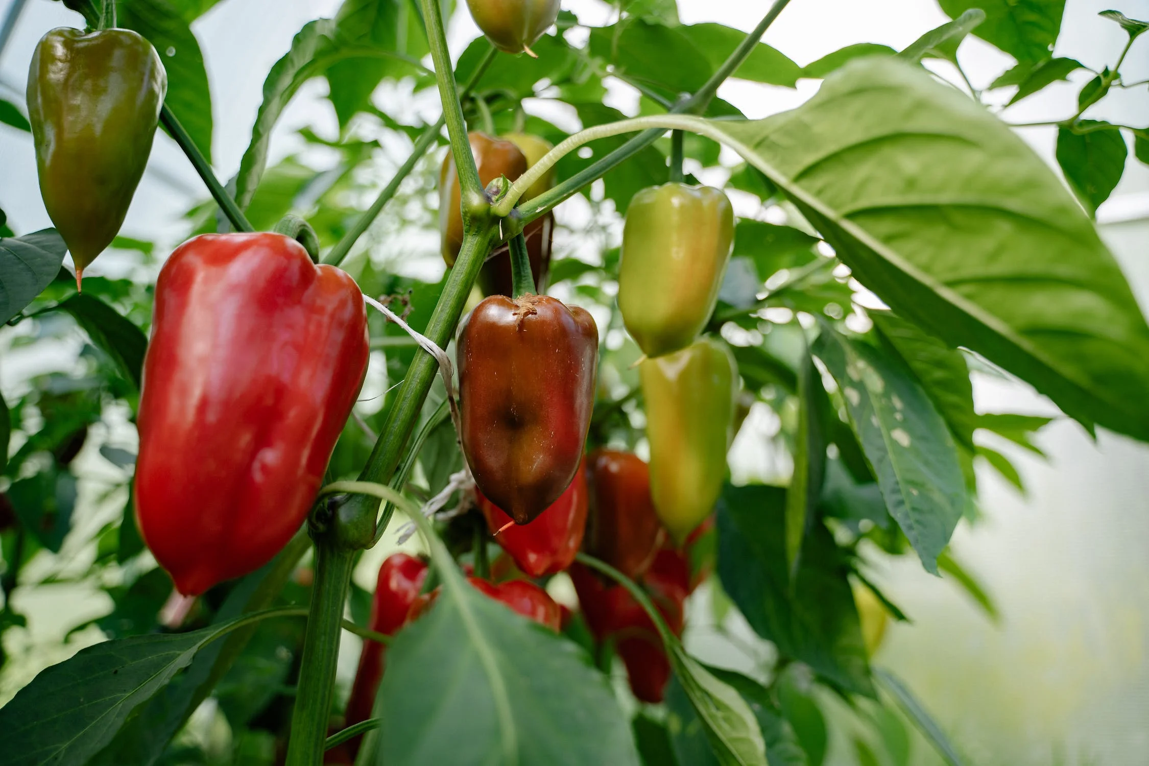10 tips for growing peppers
