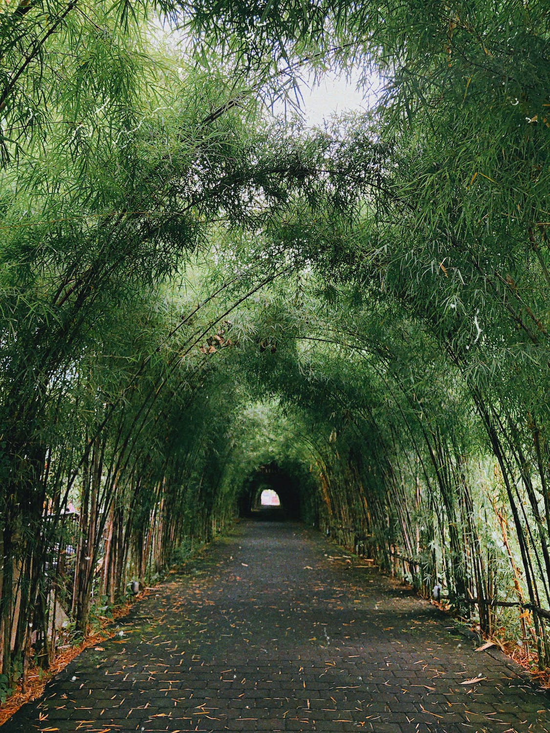 How to propagate bamboo