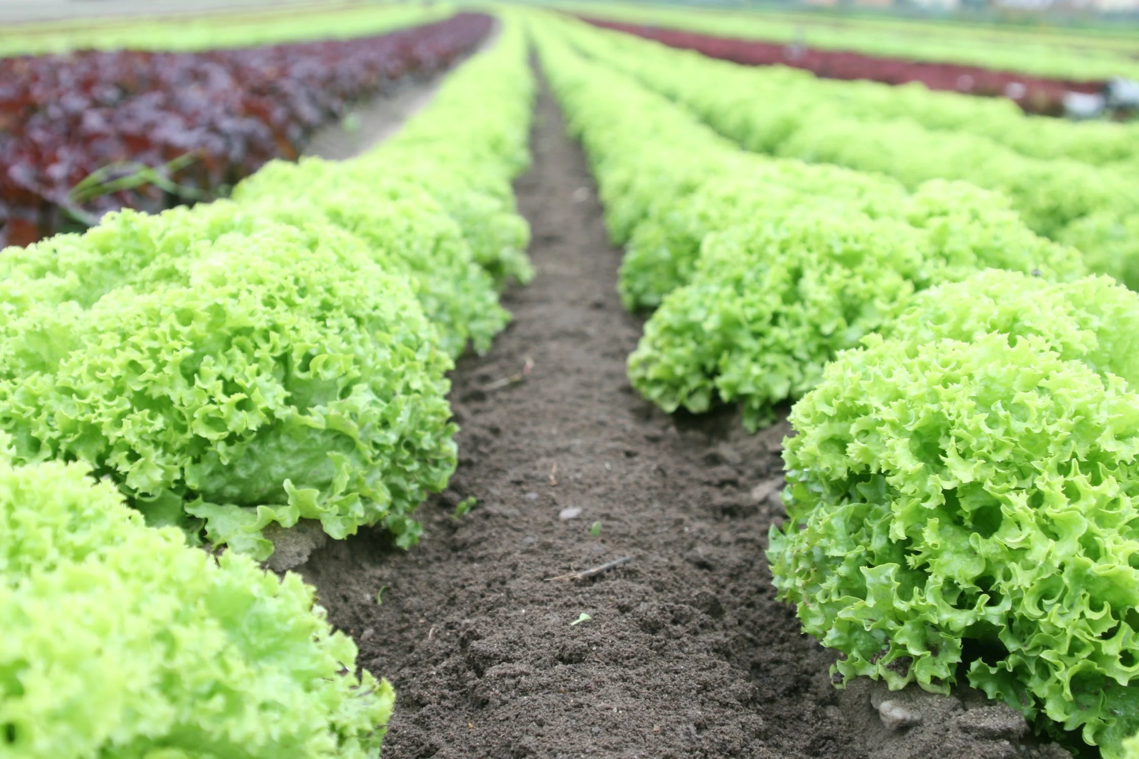 Best time to plant vegetables