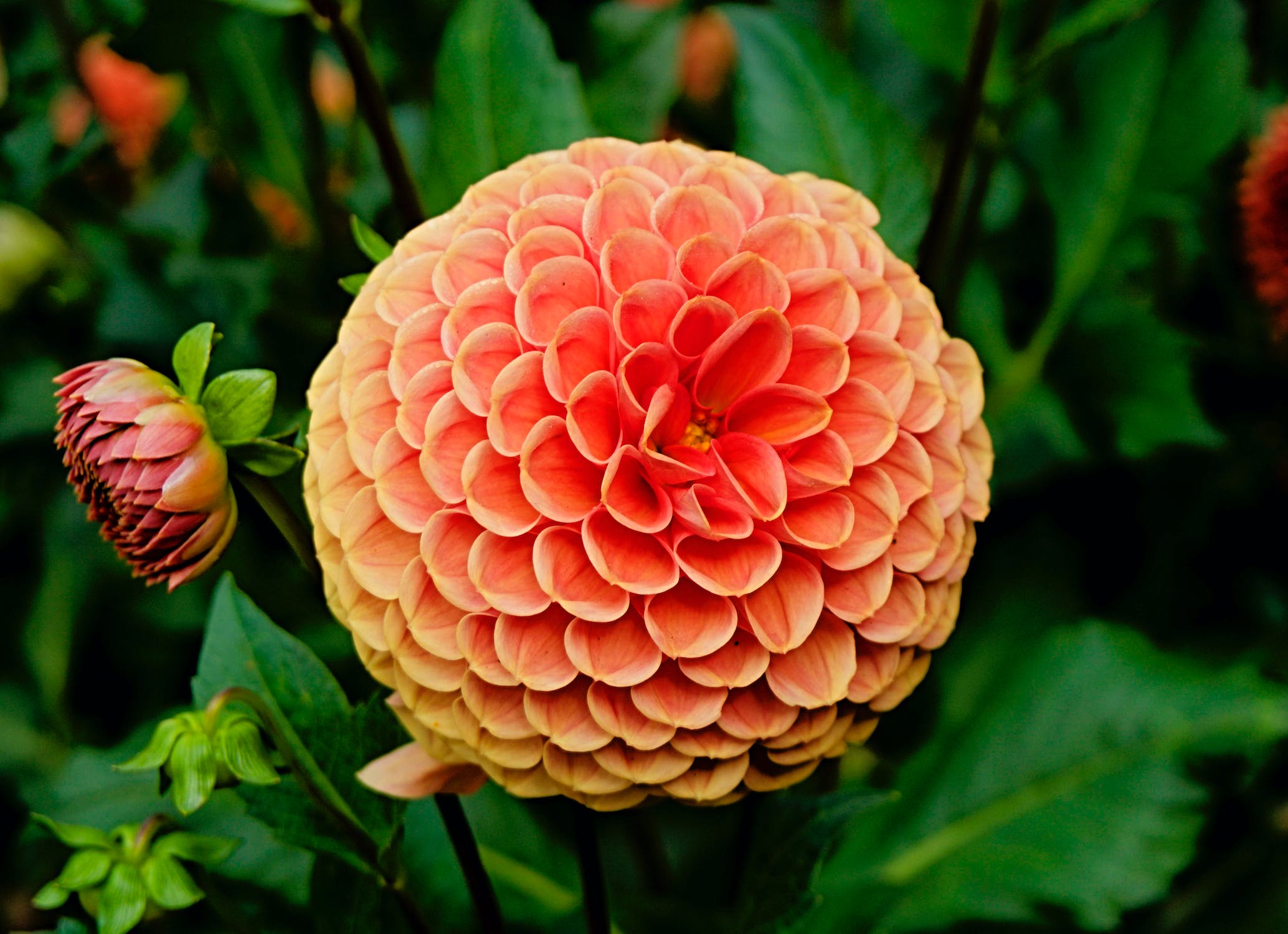 Introduction to growing Dahlias