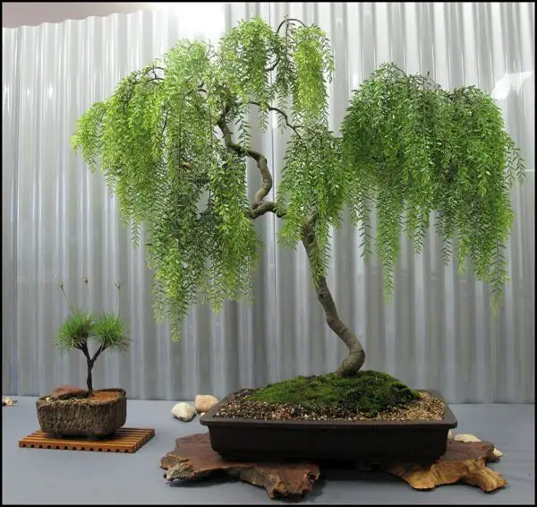 Live Dwarf Australian Weeping Willow Bonsai Tree