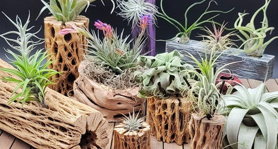 How to care for air plants