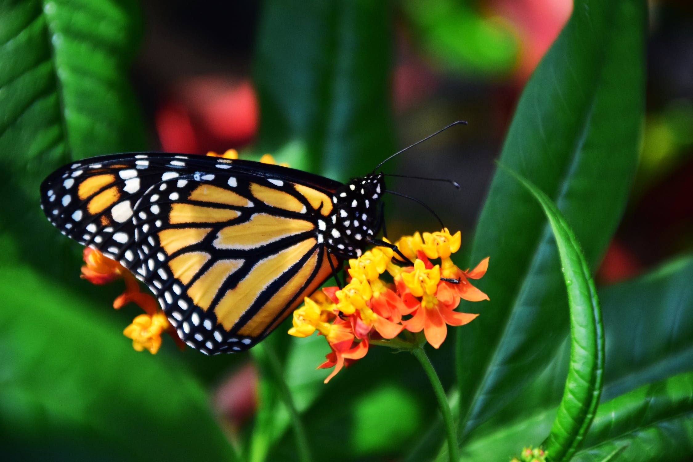 How to attract butterflies to your garden