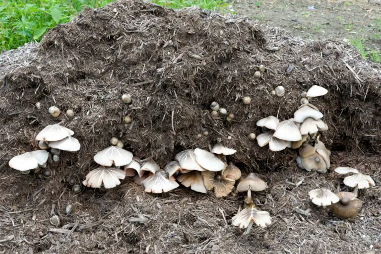 Top 3 Ways To Use Mushroom Compost in Your Garden