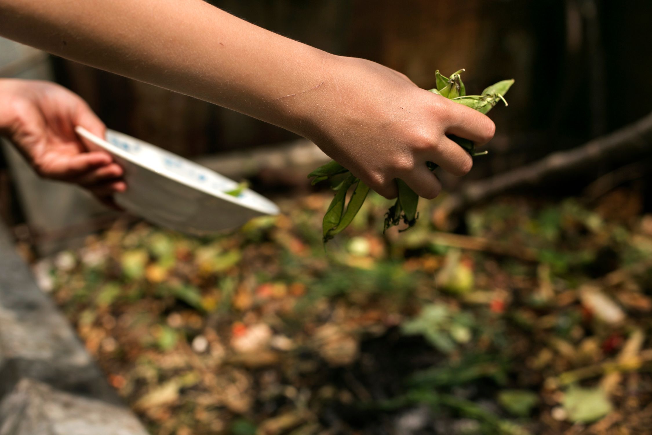 What Are the Best Mulch Options for Your Garden?