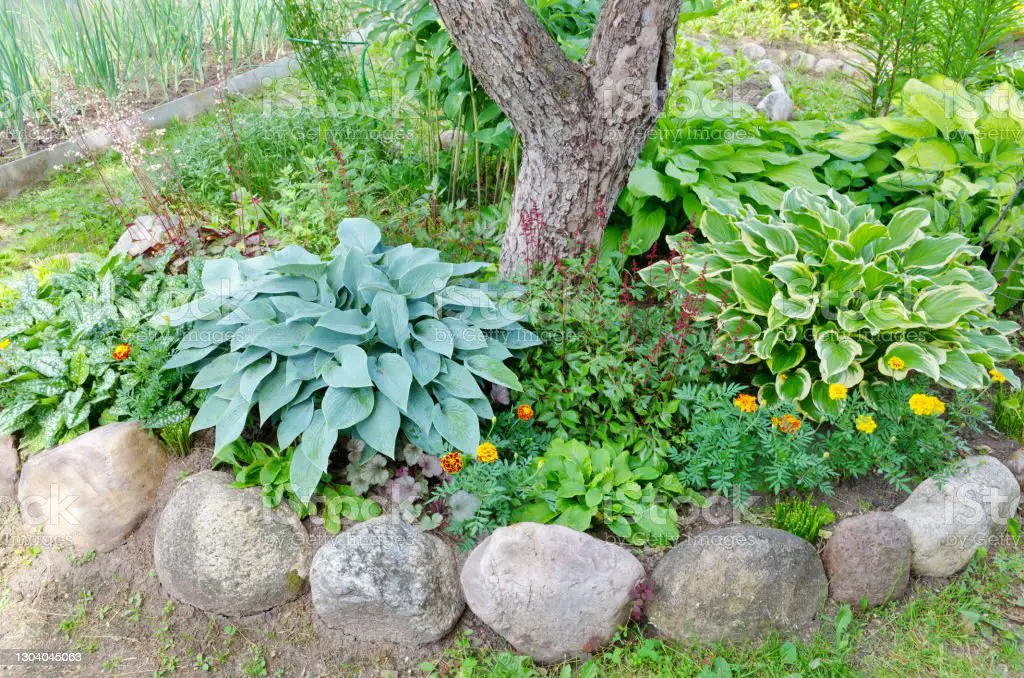 Growing and Caring for Hosta’s: A Gardener’s Guide