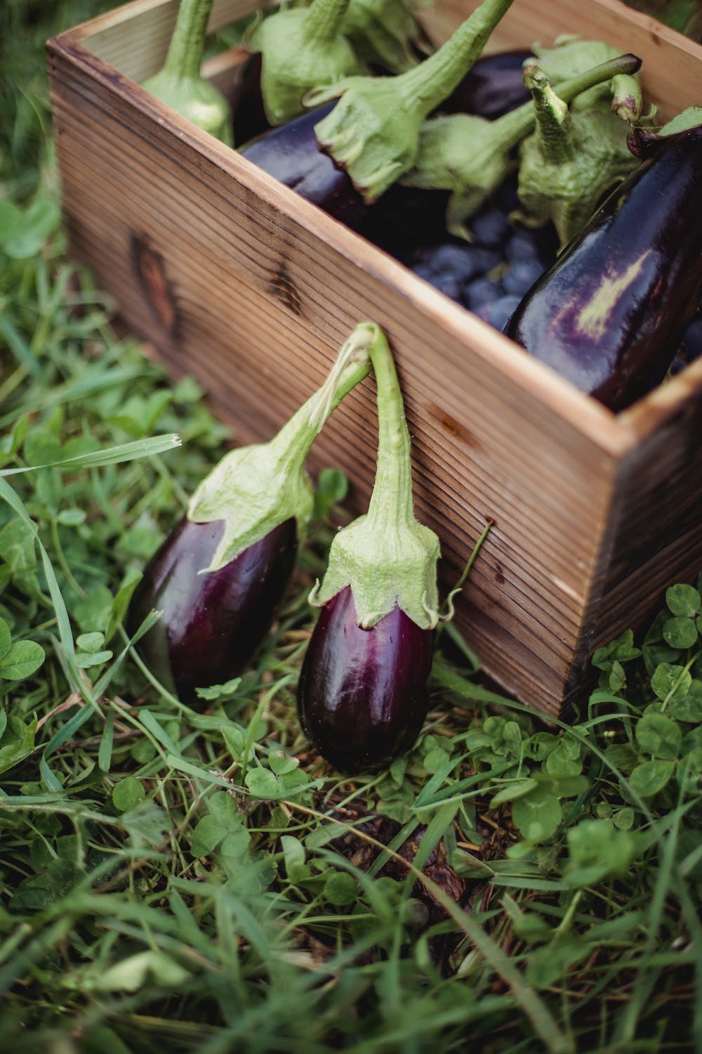 The Complete Guide to Starting and Maintaining an Edible Garden