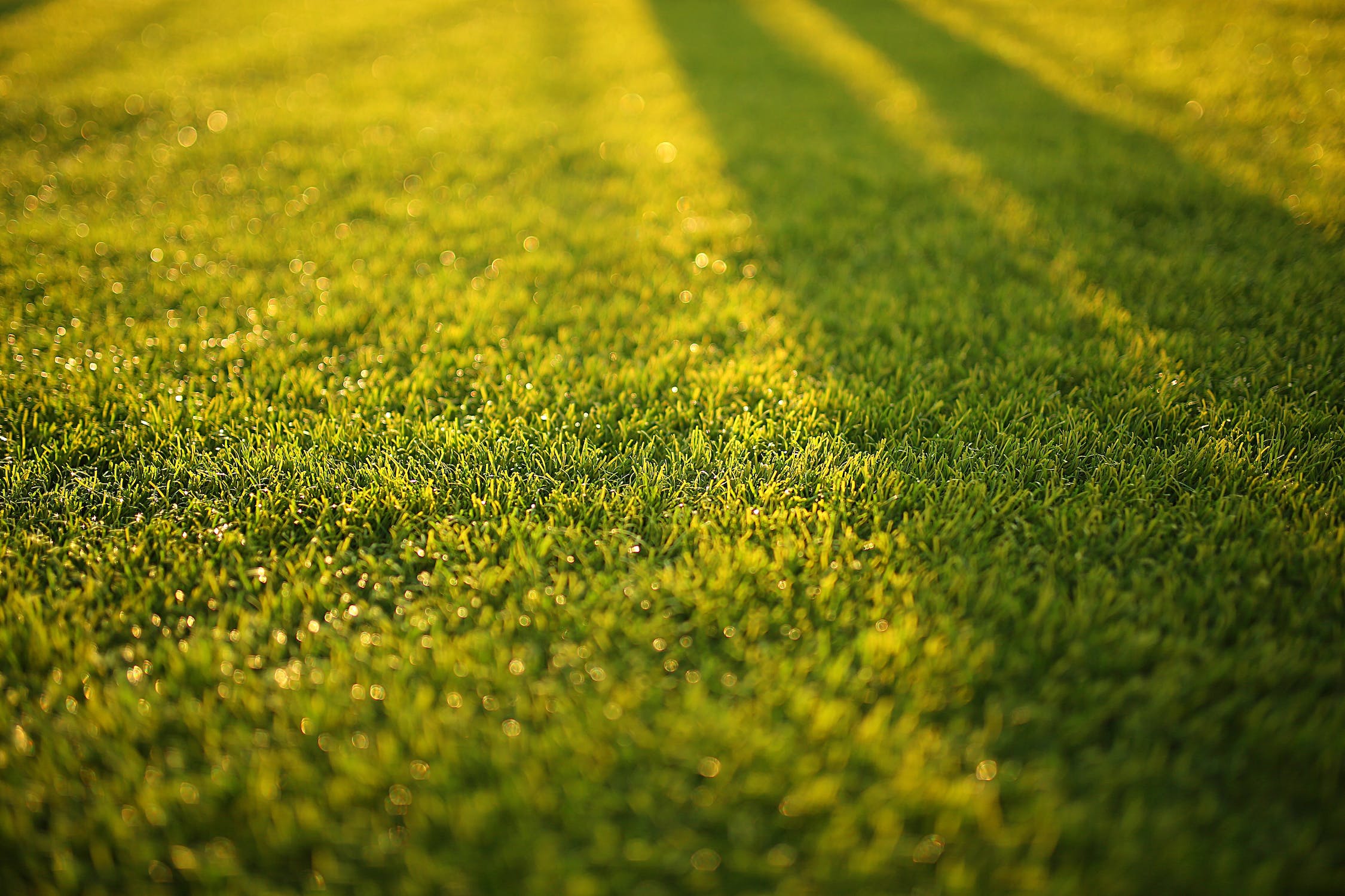 Conquering the weeds: The Best Strategies for a weed free Lawn